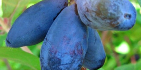 Orlovi nokti su slatki: oprašivači, sadnja i njega, fotografije i recenzije